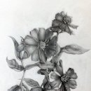 꽃그림 보타니컬 색연필화 이미지