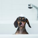 도곡동행동물병원 이미지