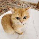 브룩스캣슬 이미지