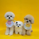 올어바웃도그 이미지