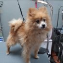 다정하개 이미지