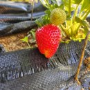 미하농장 이미지