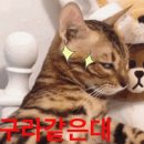 퀴즈노스숙대 | 할리스 숙대입구점 메뉴 복숭아자두스파클링, 유자캐모마일