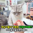 야옹아놀자캣카페 - 연수구 샘말로8번길 7-7 | 인천 연수동 고양이카페 야옹아놀자캣카페! 개냥이들이 가득!
