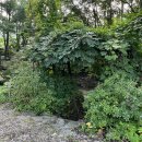 별천지하임 | [강원도 평창] 강아지와 함께! 애견동반 통나무 펜션 계곡 추천_별천지하임_계곡도 있어요!