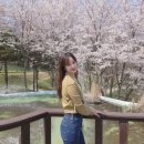 온양미니슈퍼 | [충남 아산] &#39;피나클랜드&#39; 2024 억만송이 봄꽃대향연 튤립,수선화 봄꽃축제/아산봄에 가볼만한곳