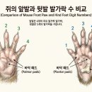 논시각급야자시여자시정불동(論時刻及夜子時與子時正不同) 이미지