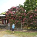 중황리 마을진입로 26 | 논산지역 배롱나무 탐방 26년 08월 06일 (목)