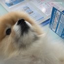 제일가축병원 | 2025년 부천시 추계 광견병 예방접종 지원 안내 및 후기! 10/31일까지!