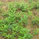 충만목장 이미지