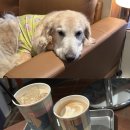 카프온카우치(Calf On Couch) | chill한 카페 &amp; 펍 '카프온카우치' 블루스퀘어 인근...강아지와 함께 고소한 라떼 ☕️ 내돈내산 솔직후기 💫