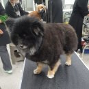화이트애견