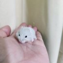 펫엔글라이더 인천점 이미지