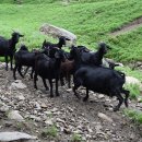 대화목장 이미지