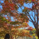 가을에 가볼만한 곳 서울대학교 관악수목원 단풍후기 (입장료없음)