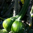 백조농장 이미지