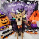 라라그루밍 이미지