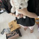 마이도그샵