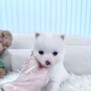 허스키 사랑 | 춘천강아지무료분양 허스키