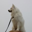 행복을주는나무 이미지