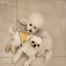 일산애견호텔 애견유치원 맘바이 일산점 이미지