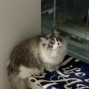 오냥오냥 고양이호텔 이미지