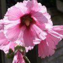 오늘의 꽃 - 6월 23일 : 접시꽃(Holly Hock)-촉규화(蜀葵花) 이미지