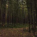 여름밤