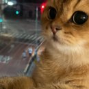 냥냥하우스 이미지