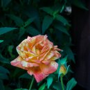 태능 Daum카페