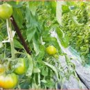 토토농장 이미지