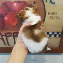 와와멍# 이미지