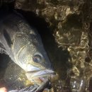 시커먼스 이미지