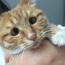 하얀강아지&고양이 이미지