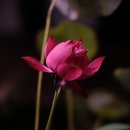 용인대 영광 태권도장 이미지