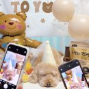 견생냥품 무인24시 김포 구래역점 | [리뷰]김포구래 애견용품무인24시 견생냥품에서 홍차 생일파티 준비하기.