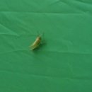 뮤즈펫살롱 | 2010 지산락페 후기 + 지산캠핑 가이드