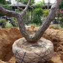 오늘, 정원 이미지