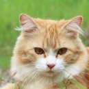 금천동물약국 이미지