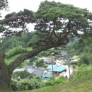 솔방마을 이미지