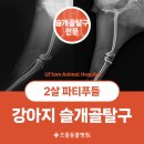 애플펫 동물병원 | 인천 신현동 동물병원, 2살 파티푸들 환자의 안전하고 재발없는 슬개골 탈구 수술 후기!