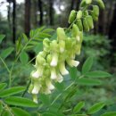 황기농장 이미지