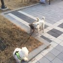 연애견 Daum카페