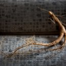 산삼한의원 이미지