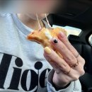슈슈팥팥붕어빵 이미지