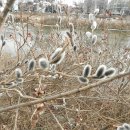 버들강아지 이미지