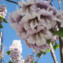 참오동나무 [참오동, Paulownia tomentosa] 이미지