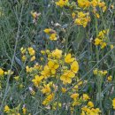 낙동강체육공원 축구장4 | 🌼구미 낙동강 체육공원 유채꽃 만개 실시간 | 지금 안 가면 끝, 규모 미쳤다 (주차 꿀팁)