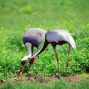 친구처럼B 이미지