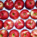 박달재농원 이미지